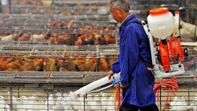 الصحة العالمية تعلن تسجيل أول وفاة بإنفلونزا الطيور في الصين