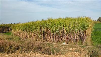 التموين: توريد 100 ألف طن قصب من المزارعين لمصانع السكر بالصعيد