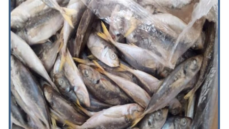 ضبط اسماك مملحة فاسدة