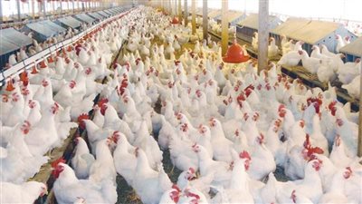 منتجي الدواجن: المربون قرروا إنهاء عملهم والمواطن مش هيستحمل الأسعار (فيديو)