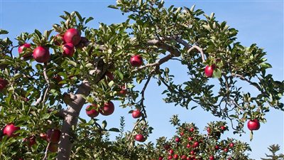 تحذير من تأثير الأجواء الباردة على أشجار الفاكهة