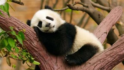 حيوانات بريئة يفضل عدم الاقتراب منها أبرزها البومة والباندا