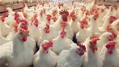 الثروة الداجنة تحذر من انتشار الركود بالقطاع لهذه الأسباب