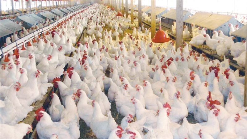 أسعار الدواجن، فيتو