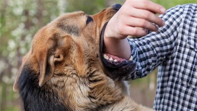 قرار جديد من النيابة في واقعة ضحية كلب المذيعة بالعجوزة 