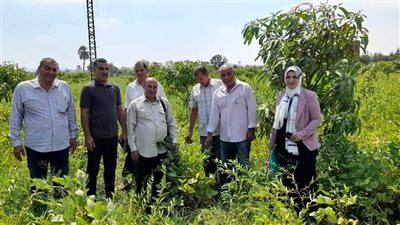 بدء حصاد محصول فول الصويا بالإسماعيلية | صور 