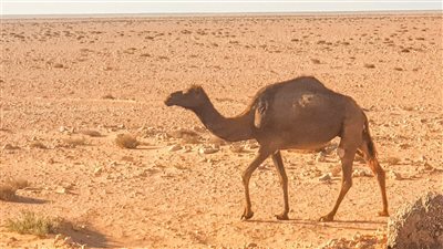 «الإبل» عقبة المسافرين وقائدي السيارات بطريق «مطروح - سيوة» | صور
