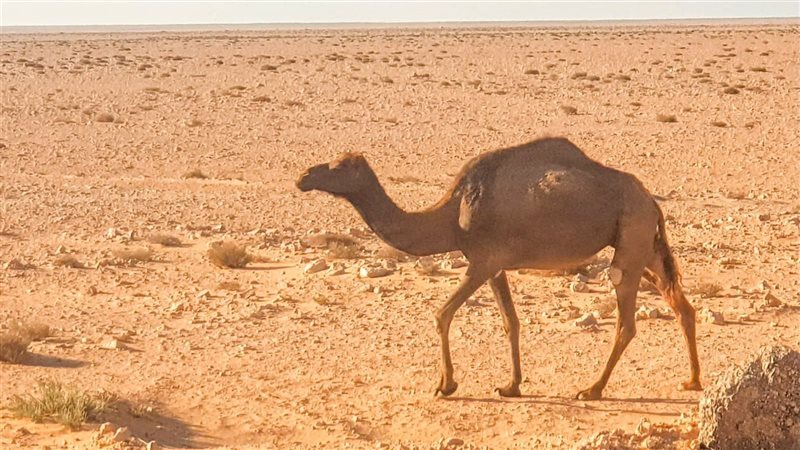 الإبل بطريق سيوة