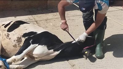 ما أنواع الذبائح والحيوانات التي يباح أكلها؟ وما طريقة الذبح الشرعي؟