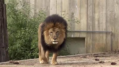 تعافي الأسود والنمور بعد إصابتها بكورونا في حديقة حيوانات واشنطن الوطنية