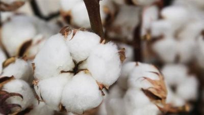 نائب يقترح تبني مشروع قومي للنهوض بالقطن المصري 