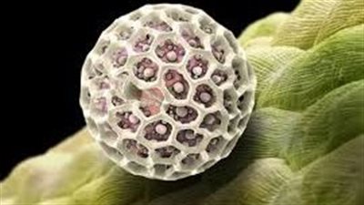 إعجاز الخالق.. لقطات مذهلة من العالم الخفي للكائنات الدقيقة | صور