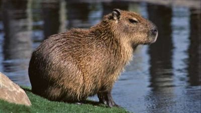 أكبر قوارض العالم.. خنزير الماء المطارد يجتاح أحياء العاصمة الأرجنينية بوينس آيرس