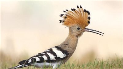 تفسير رؤية الهدهد في المنام وعلاقته بفك الكرب ووفرة المال 