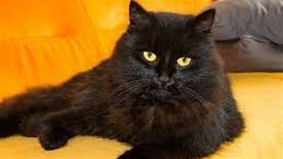 تفسير رؤية القطة في المنام وعلاقته بتعلم السحر وممارسته وإنجاب البنات 