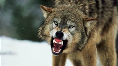 أصغر مروضة ضباع وذئاب.. طفلة أردنية تبهر العالم