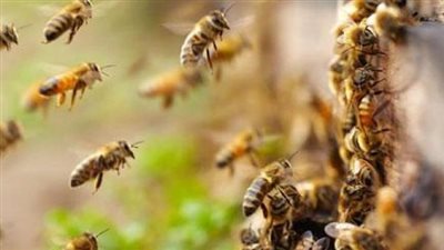 تفسير رؤية النحل في المنام وعلاقتها بتربص الأعداء والأذى