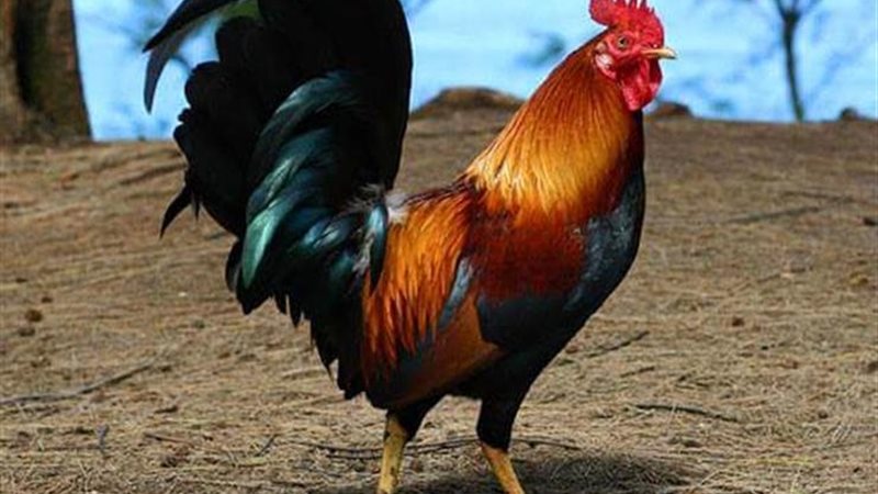  تفسير حلم الديك