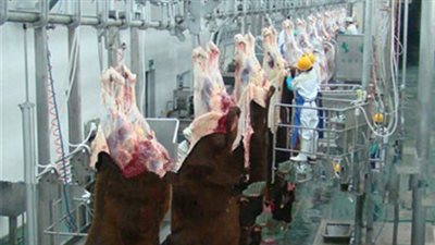 ما حكم الشرع في الذبح بالآلة الكهربائية؟.. الإفتاء تجيب