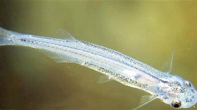 قاتلة وتصيب البشر بأماكن حساسة.. حكاية سمكة خطيرة في الأمازون