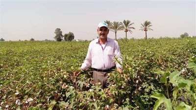 وكيل زراعة الدقهلية: 45.9 ألف  فدان منزرعة بالقطن في المحافظة