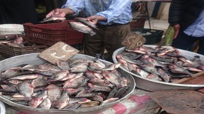 أسعار الأسماك اليوم الخميس 10 -2-2022 في الدقهلية