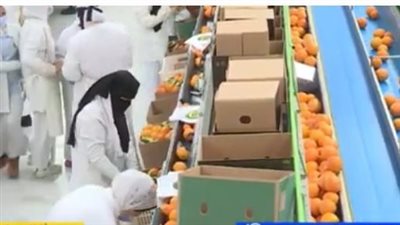 إدارة الحجر الزراعي: مصر الأولى عالميا في تصدير البرتقال للعام الثالث على التوالي | فيديو 