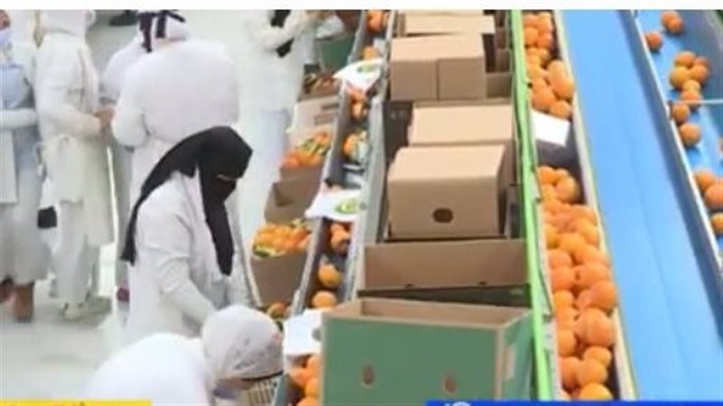مصر الأولى في تصدير