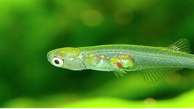  مثالية لبحوث الفسيولوجيا العصبية.. العثور على سمكة شفافة بدماغ صغير بميانمار