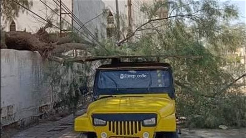 سقوط شجرة بسبب الرياح