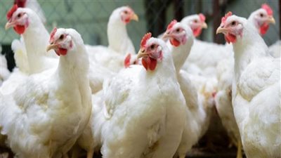 توصيات لدعم تربية الدواجن في الفترة المقبلة 
