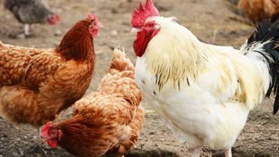 أسعار الدواجن والبيض اليوم السبت 25-9-2021 في الدقهلية