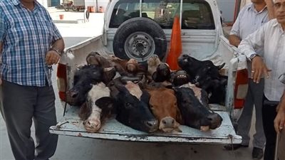 التحفظ على أسطوانات بوتاجاز مهربة ولحمة رأس فاسدة بالفيوم 