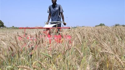 مصر تنقذ السنغال من شح القمح.. 3 أصناف مصرية تكتب النجاح لزراعة الذهب الأصفر لأول مرة في غرب أفريقيا