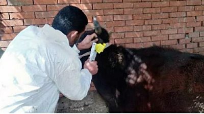 وكيل الطب البيطري بالإسماعيلية يكشف عن جهود المديرية خلال الشهر الماضي 