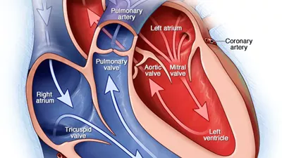  مرض القلب الخلقي، الأسباب والأعراض وطرق العلاج