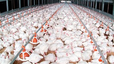 منتجي الدواجن: قرار طرح الذرة الصفراء في البورصة خطوة متأخرة