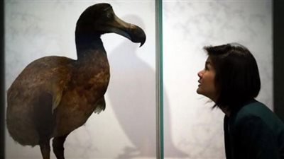 سلوك الغذاء يهدد طائر الدود بالإنقراض 