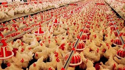  خبراء يكشفون تأثير قرار طرح الأعلاف في البورصة على أسعار الدواجن.. ومنتجي الدواجن: طرح الذرة الصفراء خطوة متأخرة