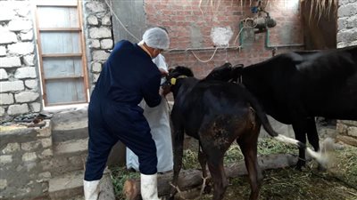 الطب البيطري بالإسماعيلية يحصد المركز الأول على مستوى الجمهورية في مجال التحصينات