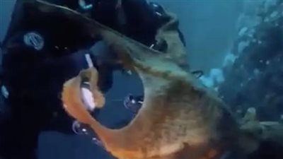 لقطات مرعبة لأخطبوط عملاق يلتف حول عنق غطاس (فيديو)