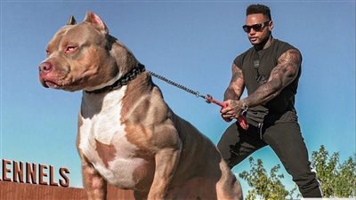 عقوبة جديدة لاصطحاب الكلاب في الشارع والأماكن العامة