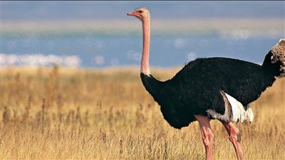 ما حكم أكل النعام؟ الإفتاء تجيب