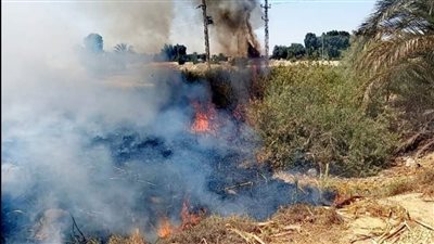 تحرير 151 محضرا لحرق مخلفات قصب السكر بالأقصر 