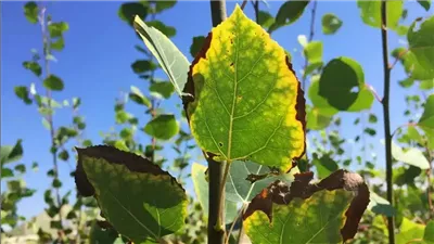 الزراعة تكشف وسائل التعامل مع ارتفاع درجات الحرارة لحماية النبات من الإجهاد