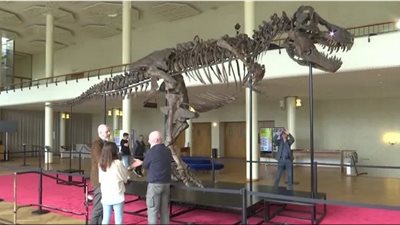 بيع هيكل عظمي لديناصور تي ركس بـ 6 ملايين دولار