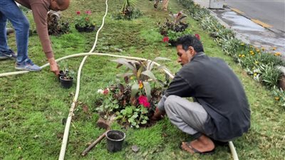 محافظ الإسكندرية: زراعة 97 ألف شجرة منذ انطلاق المبادرة الرئاسية 