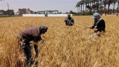 انطلاق موسم حصاد القمح بفايد الإسماعيلية (صور) 