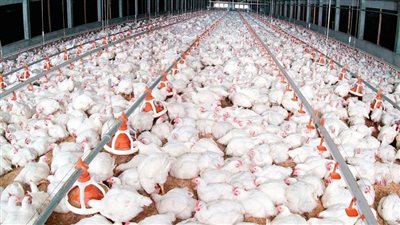 بورصة الدواجن اليوم، استقرار أسعار الفراخ في بداية التعاملات