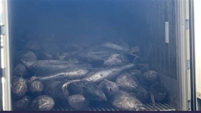 الشرطة المغربية تضبط كمية كبيرة من الكوكايين مهربة في أحشاء سمك مجمد 